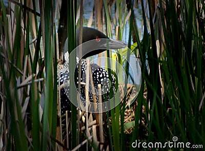 Nesting Loon Stock Photo