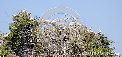 Nesting Pelicans Stock Photo