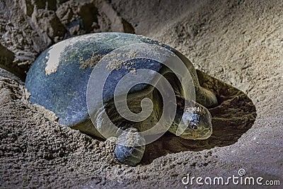 Green turtles at Ras al Jinz Turtle Beach Reserve, Oman Stock Photo
