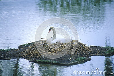 Nesting swan in lake, Middleton plantation, Charleston, SC Stock Photo