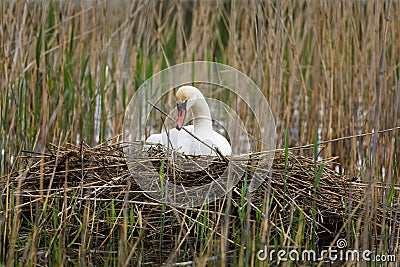 Nesting swan. Mute swan, Cygnus olor, perched on nest built on large reeds mound. Beautiful white bird warms up eggs. Stock Photo