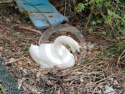 Nesting swan sitting on eggs hatching Stock Photo