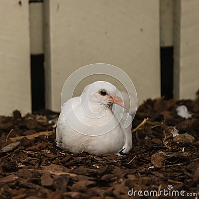 nesting white dove Stock Photo