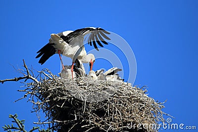 Nesting white stork Stock Photo