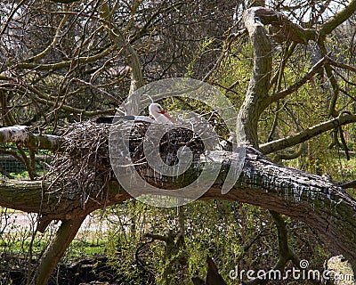Nesting White Stork, Ciconia ciconia, with nest built in fallen Stock Photo