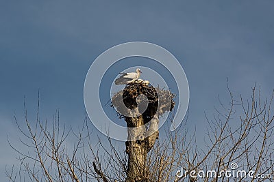 Nesting White Storks in North East Italy Stock Photo