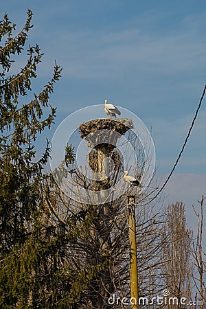 Nesting White Storks in North East Italy Stock Photo