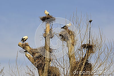 Nesting White Storks in North East Italy Stock Photo