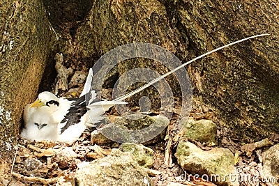 A nesting white-tailed tropic-bird with chick Stock Photo