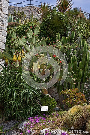 Eze, France - June 17, 2021 - the Exotic, Subtropical and Mediterranean garden in the sunny spring afternoon Editorial Stock Photo