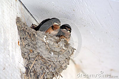 Nestling Stock Photo