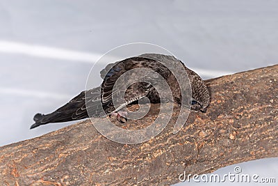 Swift nestling is sitting on a branch during home nursing Stock Photo