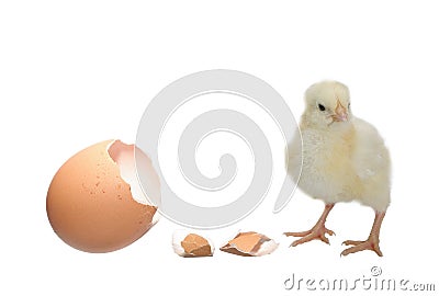 Nestling and eggshell Stock Photo