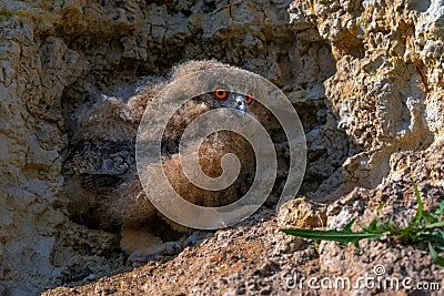 Nestling of Eurasian eagle-owl or Bubo in steppe Stock Photo