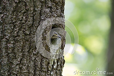Nestling Eurasian nuthatch or Wood nuthatch in hollow. Forest passerine bird Sitta europaea Stock Photo