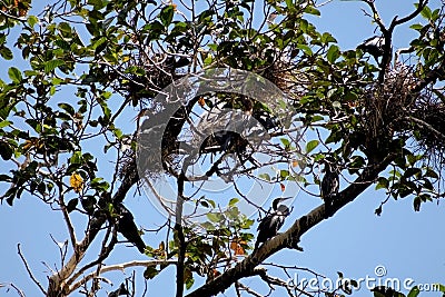 Nestling of migrated wild birds Stock Photo