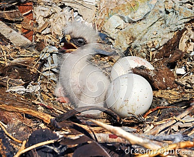 Nestling Steppe Eagle Aquila nipalensis Stock Photo