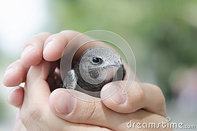 Nestling swift sits on the palm Stock Photo