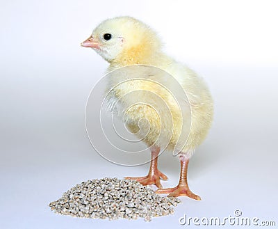 Nestlings little yellow chicks Stock Photo