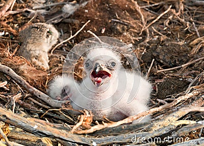 Nestlings Steppe Eagle Stock Photo