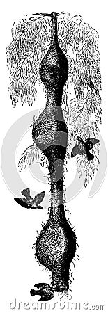 Nests of the Bengal weaver bird, vintage illustration Vector Illustration