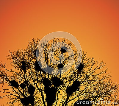 Nests of rooks on the tree branches at sunset. Vector Illustration