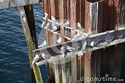 Nests of seagulls on a metal design in the Barents Sea Stock Photo