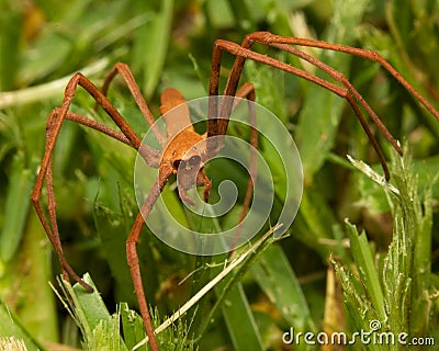 Net-casting Spider Stock Photo