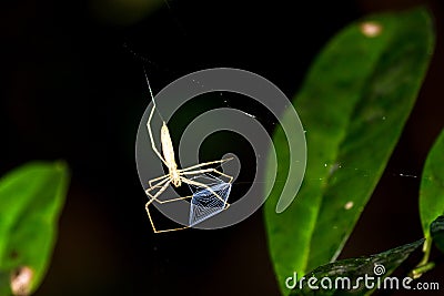 Net-casting spider Stock Photo