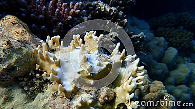 Net fire coral (Millepora dichotoma) undersea, Red Sea Stock Photo