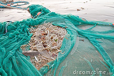 Net full of fish Stock Photo