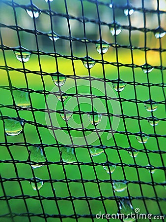 Net pattern with dew drop Stock Photo