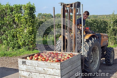 Polish worker in Dutch Apple harvest in the Betuwe Editorial Stock Photo