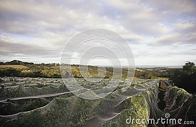 Nets over vines Mornington Peninsula Victoria Australia Stock Photo