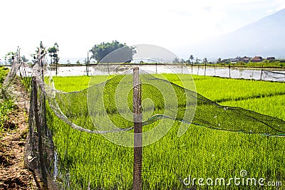 nets, which farmers usually use as fences in rice fields, to keep their rice plants safe from roaming animals. Stock Photo