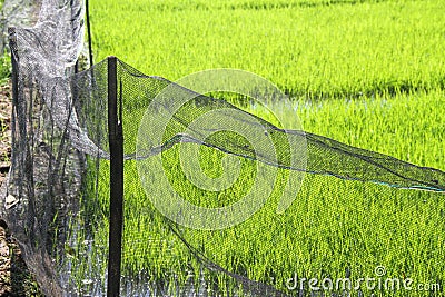 nets, which farmers usually use as fences in rice fields, to keep their rice plants safe from roaming animals. Stock Photo