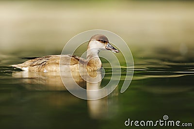 Netta rufina, Red-crested Pochard female Stock Photo