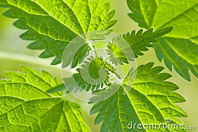 Nettle Stock Photo