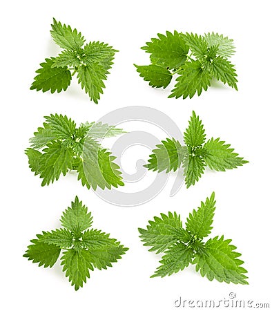 Nettle Stock Photo