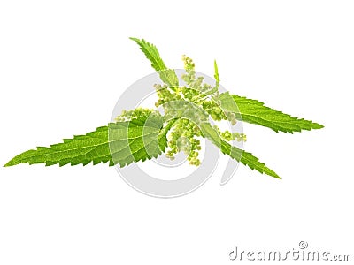 Nettle Stock Photo