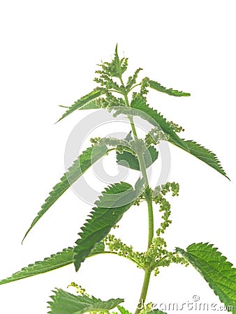 Nettle Stock Photo