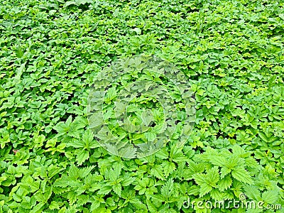 Nettle, common lady mantle and bishop weed bright green pattern in Moscow botanical garden, Moscow Russia Stock Photo