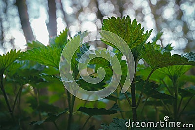 Nettle at darkness. Urtica. Stock Photo