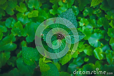 Nettle at darkness. Urtica. Stock Photo