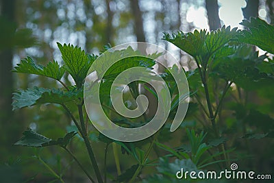 Nettle at darkness. Urtica. Stock Photo