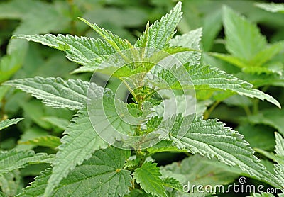 Nettle Stock Photo