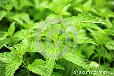 Nettle Stock Photo