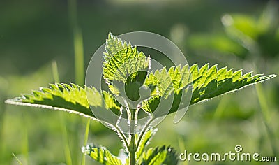 Nettle. Stock Photo