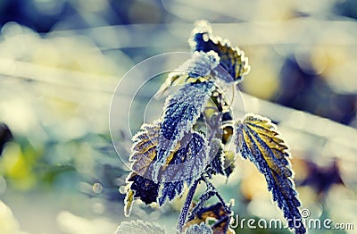 Nettle Stock Photo