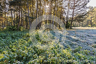 Nettle and grass covered with hoarfrost against trees backlit Stock Photo